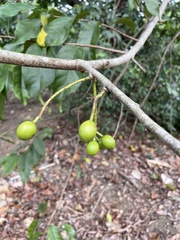 Prunus occidentalis
