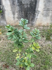 Eugenia sessiliflora