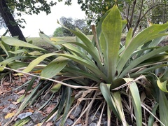 Wittmackia antillana