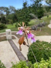 Psychilis macconnelliae