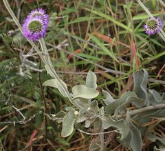 Chresta sphaerocephala