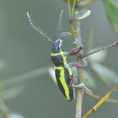 Naupactus sulphurifer