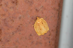 Archips rileyana