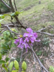 Lonchocarpus glaucifolius