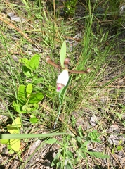Cleistesiopsis