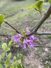 Lonchocarpus glaucifolius