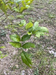 Lonchocarpus glaucifolius