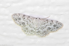 Scopula plantagenaria