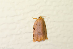Archips rileyana