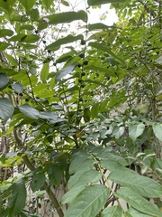 Phyllanthus juglandifolius
