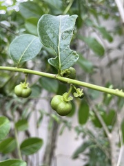 Phyllanthus juglandifolius