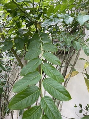 Phyllanthus juglandifolius