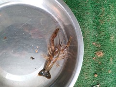 Procambarus dupratzii