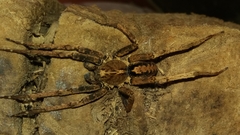 Spinoctenus