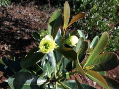 Metrosideros laurifolia