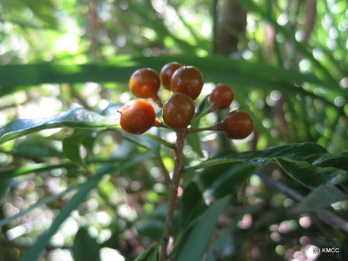 Pittosporum ochrosiifolium image