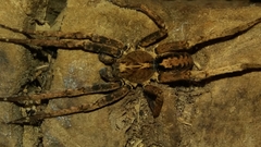 Spinoctenus