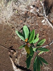 Acridocarpus austrocaledonicus