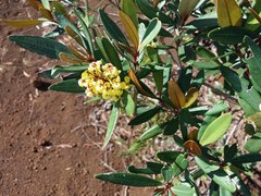 Acridocarpus austrocaledonicus