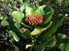 Deplanchea sessilifolia