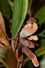 Acridocarpus austrocaledonicus