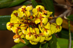 Acridocarpus austrocaledonicus