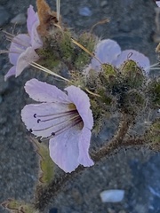 Phacelia bolanderi