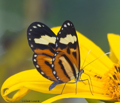 Hypothyris euclea laphria