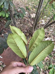 Chrysophyllum argenteum