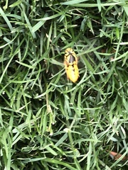 Vespula pensylvanica