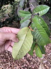 Chrysophyllum argenteum