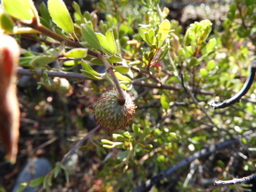 Image of Krameria cytisoides by (c) Leticia Jiménez Hernández, some rights reserved (CC BY-SA)