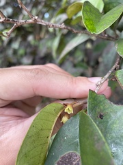 Chrysophyllum argenteum