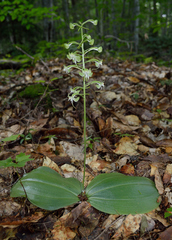 Platanthera macrophylla