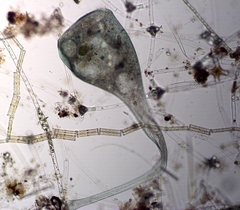 Stentor coeruleus