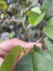 Chrysophyllum argenteum