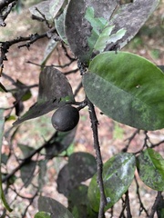 Chrysophyllum argenteum