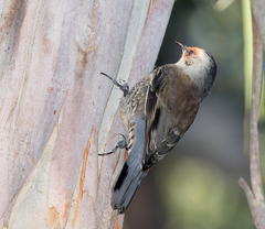 Climacteris erythrops