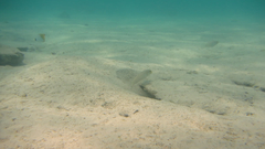 Valenciennea strigata