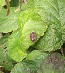 Euschistus servus euschistoides