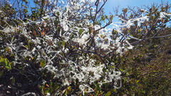 Cercocarpus betuloides betuloides