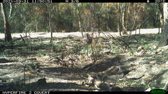 Strepera versicolor arguta