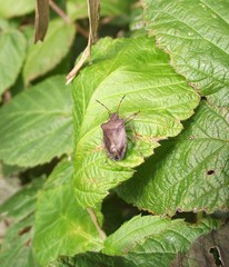 Euschistus servus euschistoides