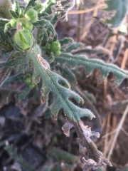 Emmenanthe penduliflora penduliflora