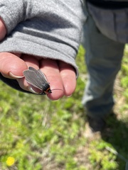 Ctenucha rubroscapus