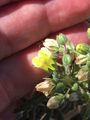 Emmenanthe penduliflora penduliflora