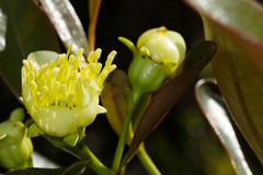 Metrosideros laurifolia