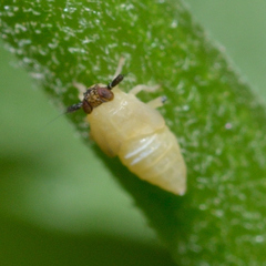 Pissonotus