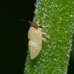 Pissonotus