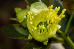 Metrosideros laurifolia